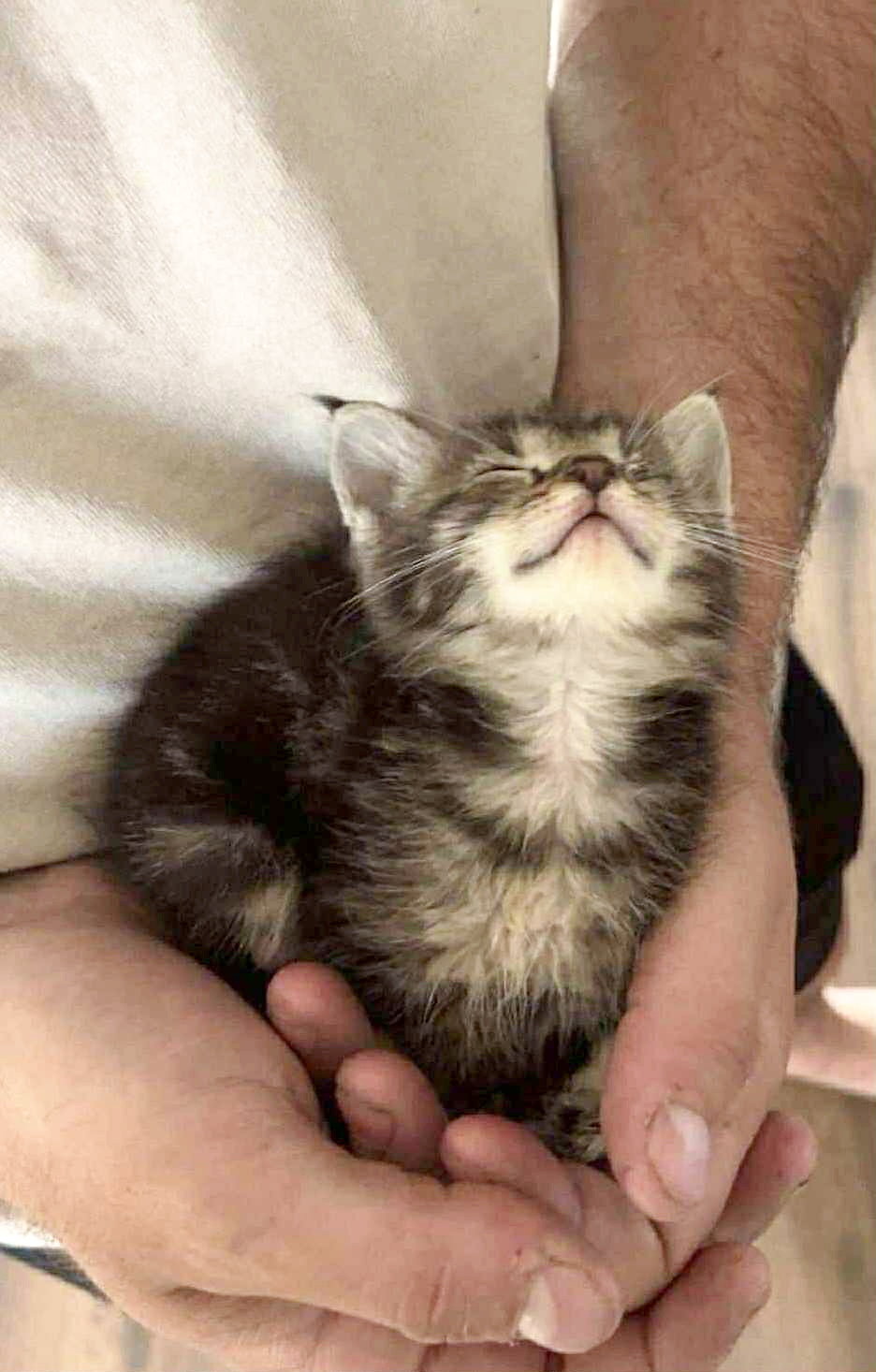 Abandoned One of the little survivors by Josée Leclerc on July 8. However, He benefited from a small nap after being abandoned on the Labrie road, in Amqui. dozens kittens abandoned amqui: sad new